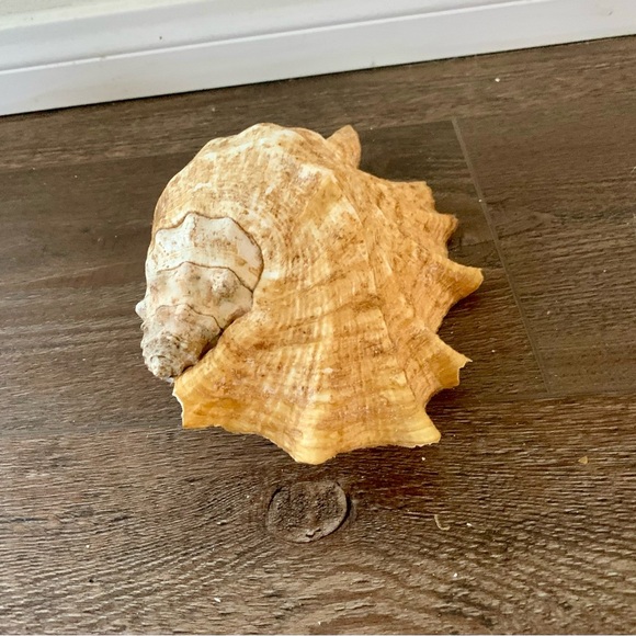 Big Sea Shell - Picture 7 of 12